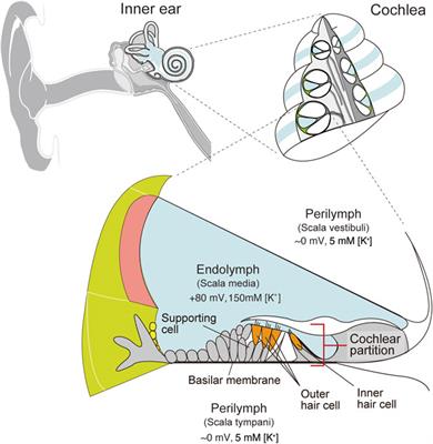 Analysis of Pharmacokinetics in the Cochlea of the Inner Ear